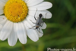 Calocoris nemoralis